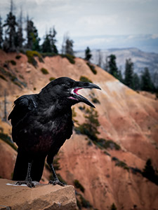 pic of crow